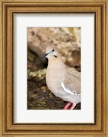 Close-up of a White-Winged Dove, High Island, Texas, USA Fine Art Print