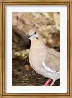 Close-up of a White-Winged Dove, High Island, Texas, USA Fine Art Print