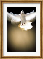 White Dove in flight Fine Art Print