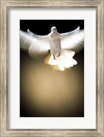 White Dove in flight Fine Art Print