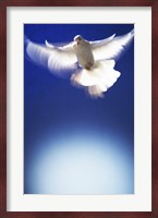 White Dove in flight - blue Fine Art Print
