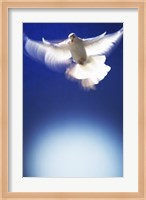 White Dove in flight - blue Fine Art Print