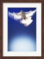 White Dove in flight - blue Fine Art Print