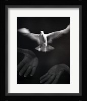 Close-up of a person releasing a White Dove Fine Art Print