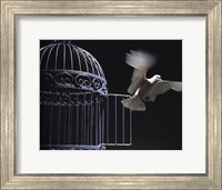White Dove escaping from a birdcage Fine Art Print