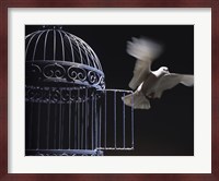 White Dove escaping from a birdcage Fine Art Print