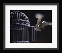 White Dove escaping from a birdcage Fine Art Print