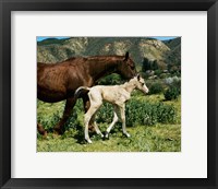 A Palomino Mare and a Colt Fine Art Print