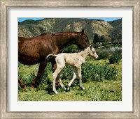 A Palomino Mare and a Colt Fine Art Print