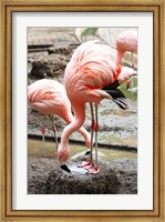 Flamingo in Stassbourg Fine Art Print