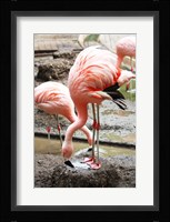 Flamingo in Stassbourg Fine Art Print