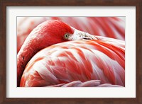 Flamingo Resting Fine Art Print