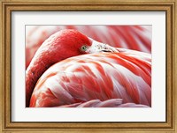 Flamingo Resting Fine Art Print
