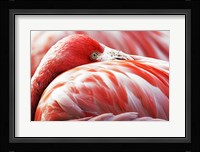 Flamingo Resting Fine Art Print