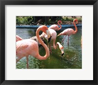 Flamingos in a Zoo Fine Art Print