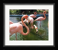 Flamingos in a Zoo Fine Art Print
