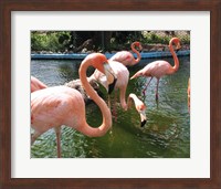 Flamingos in a Zoo Fine Art Print