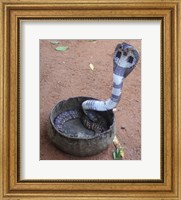 Indian Cobra Fine Art Print
