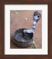 Indian Cobra Fine Art Print