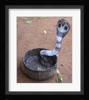 Indian Cobra Fine Art Print