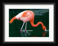 Pink Flamingo In River Fine Art Print