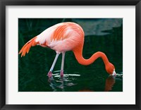 Pink Flamingo In River Fine Art Print