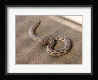 Russels Viper Fine Art Print
