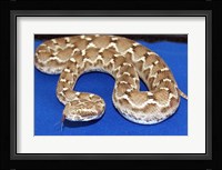 Saw Scaled Viper Fine Art Print