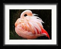 Sleeping Flamingo Fine Art Print