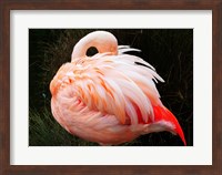 Sleeping Flamingo Fine Art Print