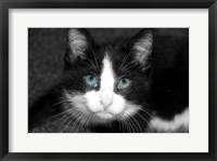 Curiosity Teased the Cat Framed Print