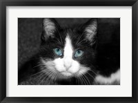 Curiosity Teased the Cat Framed Print