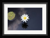 Lotus Yin-Yang Fine Art Print