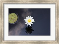 Lotus Yin-Yang Fine Art Print