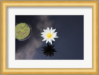 Lotus Yin-Yang Fine Art Print