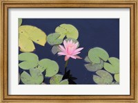The Lotus Eaters I Fine Art Print