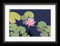 The Lotus Eaters I Framed Print