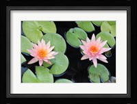 The Lotus Eaters II Framed Print