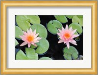 The Lotus Eaters II Fine Art Print