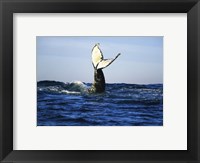 Humpback Whale Tail Above Ocean Waves Fine Art Print