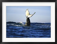 Humpback Whale Tail Above Ocean Waves Fine Art Print