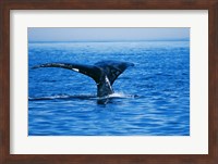 Right Whale in the sea, Bay of Fundy, Canada Fine Art Print