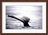 Humpback Whale Black and White Tail Fine Art Print