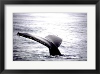 Humpback Whale Black and White Tail Framed Print