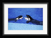 Killer Whales Sea World San Diego California USA Fine Art Print