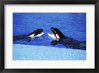 Killer Whales Sea World San Diego California USA Fine Art Print