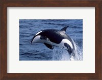 Killer Whale Orcinus Orca Atlantic Ocean Fine Art Print