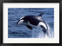 Killer Whale Orcinus Orca Atlantic Ocean Fine Art Print