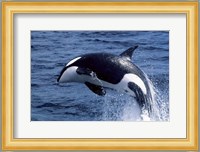 Killer Whale Orcinus Orca Atlantic Ocean Fine Art Print