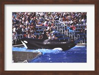 Killer Whale Sea World San Diego California USA Fine Art Print